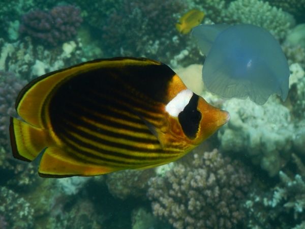 Рыба-бабочка щиплет медузу