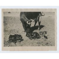 Корова отелилась тройняшками, 1922 год